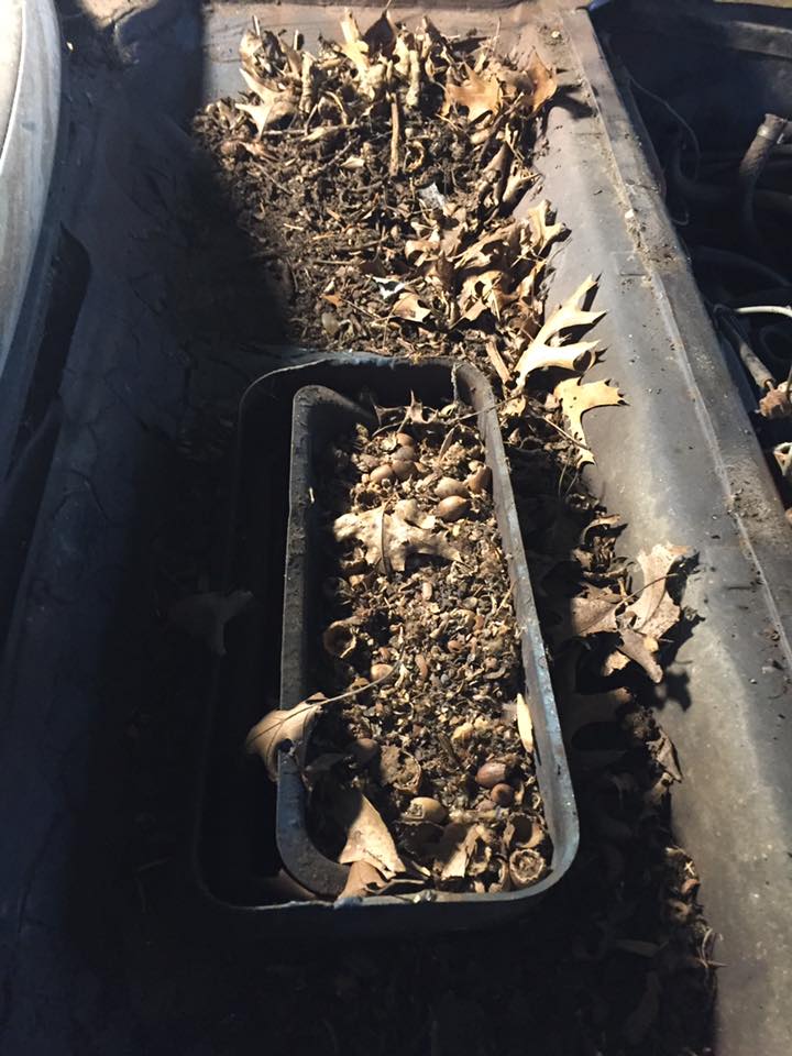 Acorns. Friggin’ acorns…