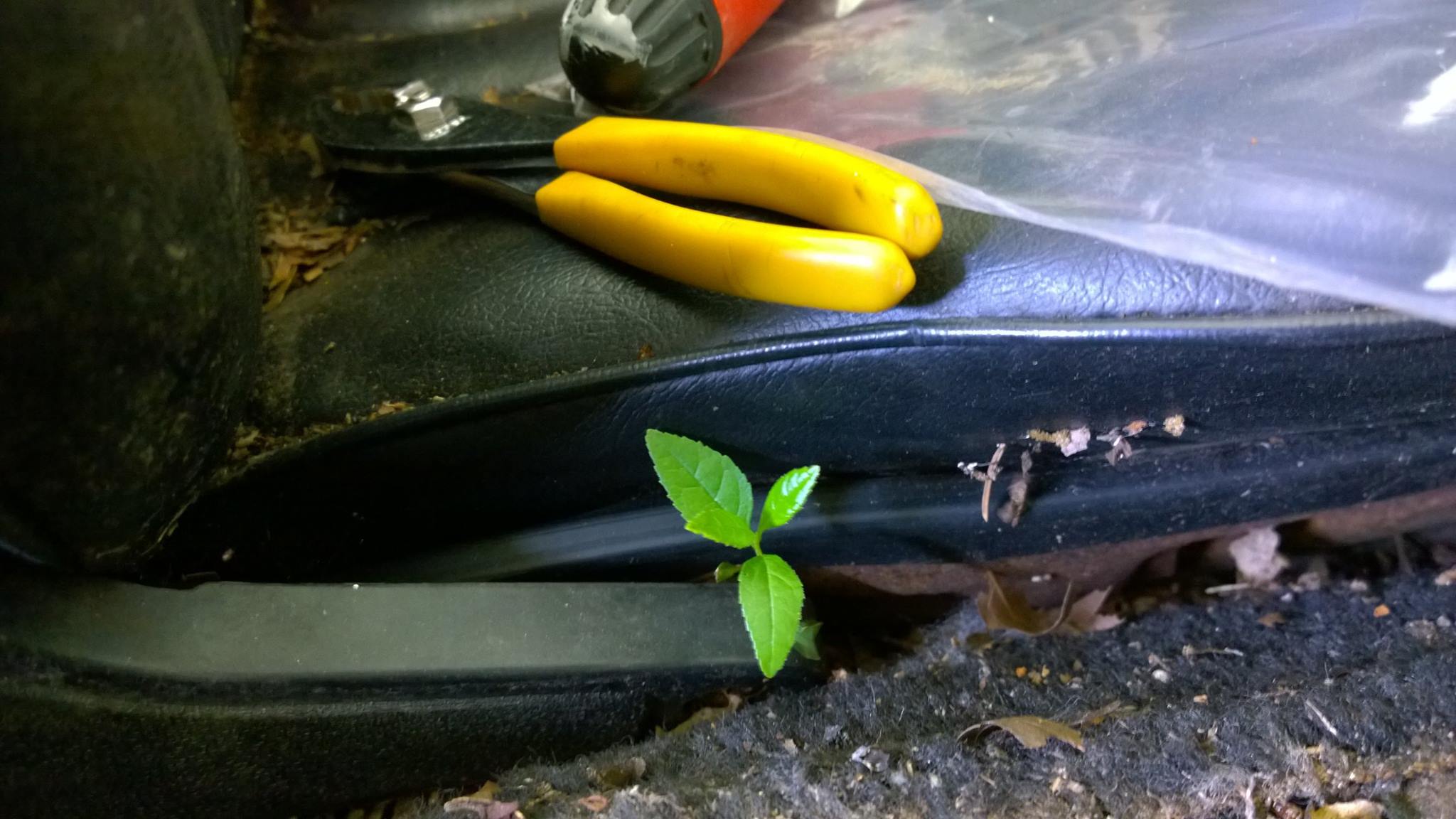 A plant should not be growing next to the driver’s seat.